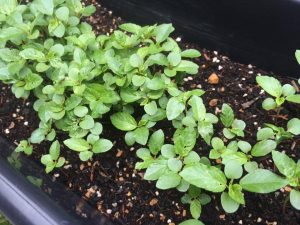 入谷菜園のモロヘイヤ